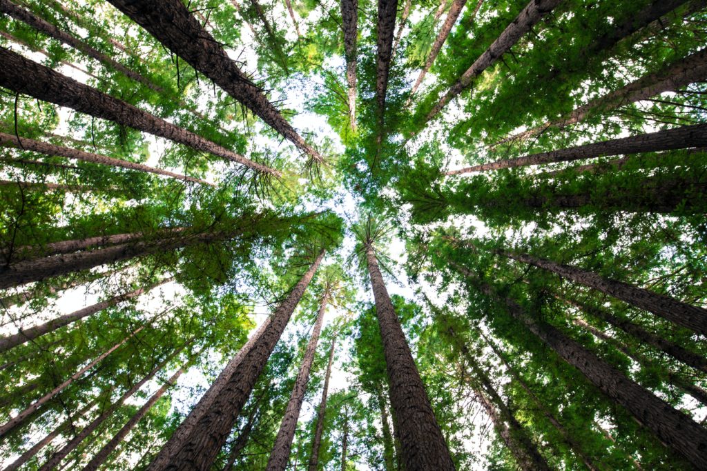 trees in a forest