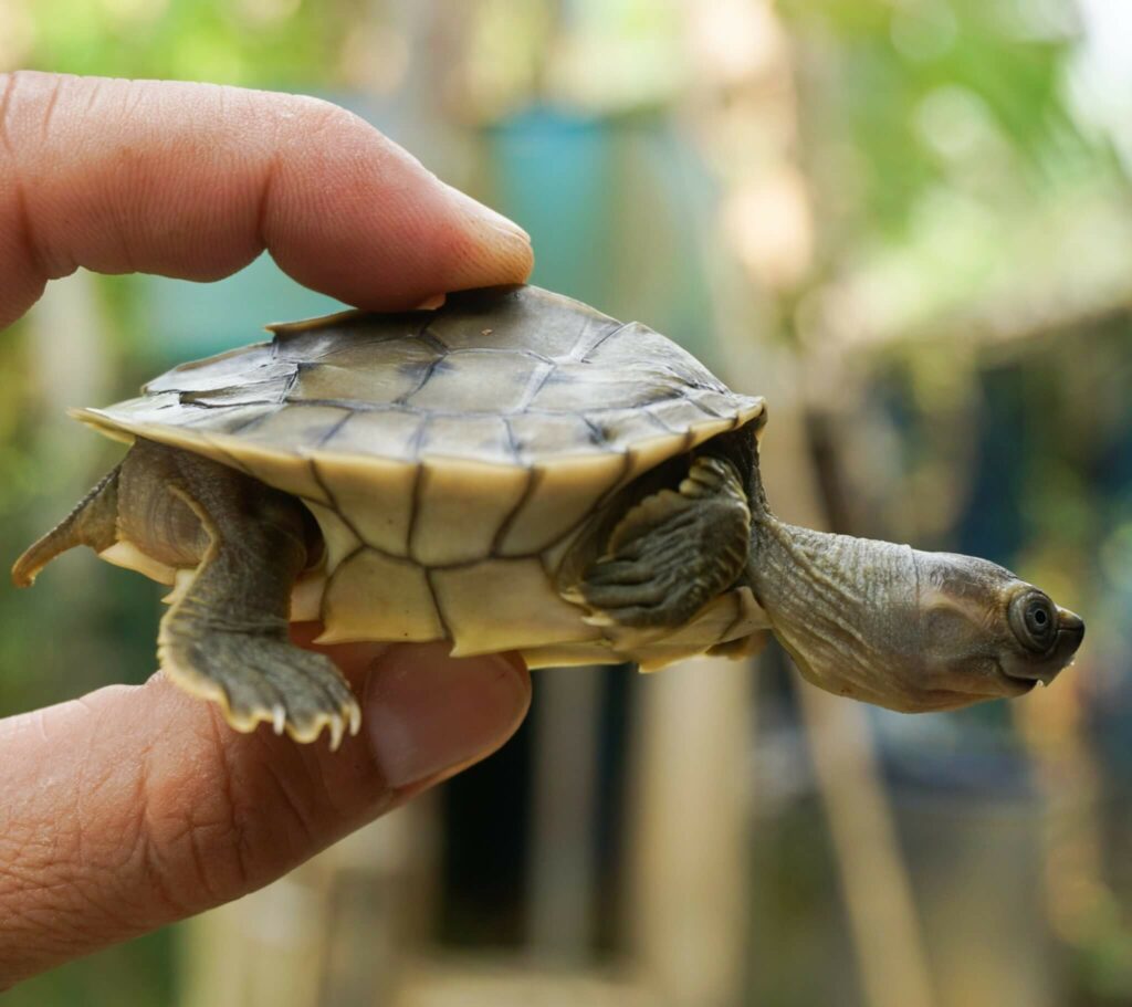 Burmese roofed turtle saved from extinction